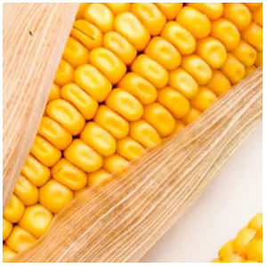 NOUVEAU PRODUIT DE LA SÉRIE DE PRODUCTIONS AGRICOLES - FERME DE CULOTTE DE MAÏS, FARINE DE MAÏS À PRIX COMPÉTITIF - HAUTE QUALITÉ - BIOLOGIQUE - Product Image 4