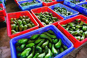 BEST-SELLER |   Avocat congelé VDELTA IQF |   Exportation en gros - Product Image 4