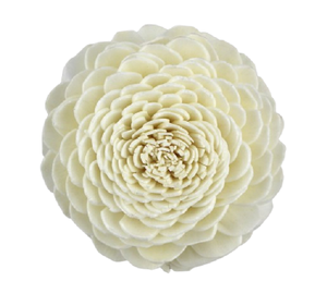 ADVAITH Fleur en bois de Sola pour diffuseur à bâtonnets – Bâtonnet en bois artisanal du Bengale occidental qui absorbe le mélange d'huiles parfumées - Product Image 1