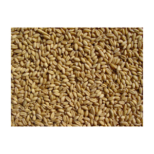 Trigo Duro de Primera Calidad al por Mayor, Venta a Granel, Grado Alimenticio, Listo para Enviar, Suministro para Exportación - Product Image 5