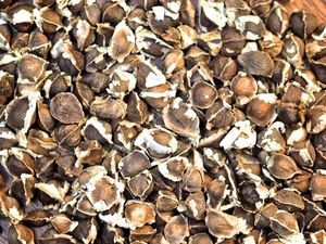 Graines de Moringa non-OGM pour soutenir le système immunitaire - Product Image 3