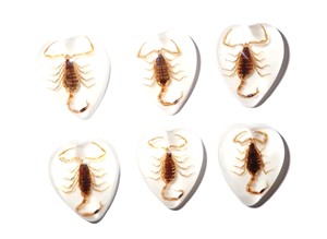 Golden Scorpion Real Specimen Plastic Cabochon Heart 17x21 mm White Flat Bottom for Crafts and Jewelry Making - Product Image 3