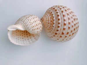 CONCHAS DE MAR NATURALES HECHAS PARA DECORACIÓN DE VIETNAM - Product Image 3