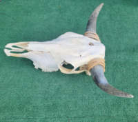 Longue Corne Vache Crânes Tenture Murale Longhorn Steer Ox Corne Squelette Tenture Murale Buffalo Corne Décorations Creative Halloween Cadeaux