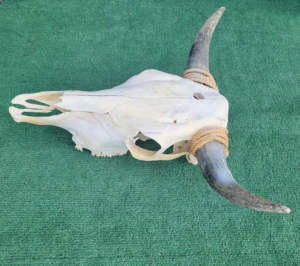 Longue Corne Vache Crânes Tenture Murale Longhorn Steer Ox Corne Squelette Tenture Murale Buffalo Corne Décorations Creative Halloween Cadeaux - Product Image 4