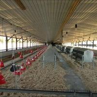 Bâtiment avicole automatique pour 10 000 poulets de chair, structure en acier, fabricant et fournisseur au Cameroun