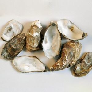 Conchas de Ostras Secas Vacías y Limpias al por Mayor, Mejores Conchas Naturales Reales de Ostras Marinas en Oferta - Product Image 1
