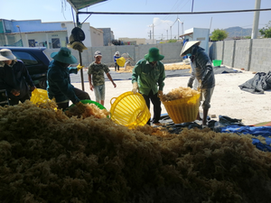 Musgo Marino Puro Seco, Alternativa al Musgo Irlandés Silvestre, Alga Marina Cruda para Smoothies, Elaboración de Gel y Espesante Vegano - Product Image 5