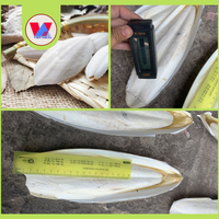 BEST SELLER Os de Sepia Entier Non Taillé Durable 20-25cm pour Supplément de Calcium pour Tortues en Vrac