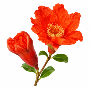 Capullos de flor de granada naturales con formas distintivas y elegancia natural, perfectos para decoraciones rústicas de temporada. - Product Image 4