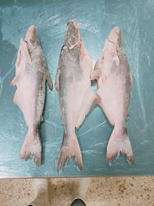 Pangasius Congelado de Vietnam, Pescado Entero de Primera Calidad, 30-45cm de Largo, Congelado en Bloque IQF, Tamaños Personalizados, Etiqueta Grado A/B, Pieza - Product Image 2