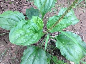 Hoja de Plantago Asiatica Seca Tradicional, Ingrediente para Mezclas de Té, Bebidas y Procesamiento - Product Image 5