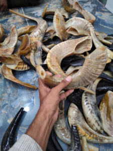 Shofars de cuerno de carnero de alta calidad, ceremonias religiosas, colección de Rosh Hashanah Yom Kippur, mejor técnica de pulido de cuerno para beber - Product Image 6