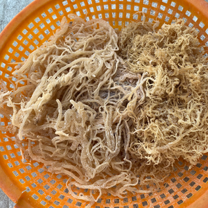 Pure <b>Raw</b> Gold <b>Sea</b> <b>Moss</b> From Vietnam For Smoothie Blending And Enhancing Hydration In Beauty Skin Care Treatments - Product Image 1