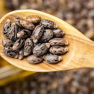 Semillas de Ricino Limpias 100% Naturales - Product Image 1