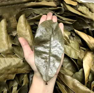 Feuilles de corossol biologiques séchées en poudre de corossol Feuille de graviola tropicale séchée naturellement au soleil pour la pureté Meilleur prix. - Product Image 3