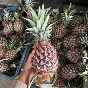 Wholesale Best Price Fresh Good Taste 100% Natural Highest Grade Tropical Pineapple 1kg 15-20cm Austria for Bulk for Sale - Product Image 5
