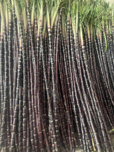 Caña de Azúcar Congelada de Vietnam, Producto Tropical Natural para Exportación, Venta al por Mayor, Programas OEM y de Marca Privada - Product Image 5