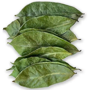 Export Quality Dried Soursop Leaves 100% Pure Graviola Leaves OEM Custom Packaging Bulk Supply - Product Image 1