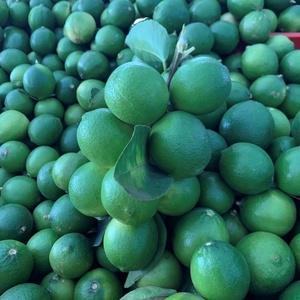 LIME FRAIS SANS GRAINES PLEINE TAILLE S/M/L POUR LE MARCHÉ DE DUBAÏ PRIX BON MARCHÉ TRACY CAO 84 969 800 854 - Product Image 1