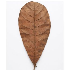 Natural Dried Jackfruit Leaves 11 cm to 18 cm /4 to 7 Inches in Size for Aquarium Pack of 20 Leaves - Product Image 1