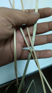 หญ้าทะเลแห้งแบบม้วน ขนาดเส้นผ่านศูนย์กลาง 0.12–0.2 นิ้ว สำหรับทำเฟอร์นิเจอร์จากเวียดนาม ANGLE - Product Image 2