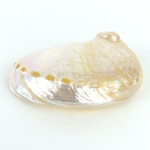Hot sale polished cut <b>abalone</b> <b>shells</b> cheapest price sea <b>shell</b> in bulk decorative seashells - Product Image 3