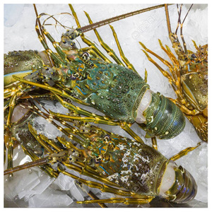 กุ้งแช่แข็งกั้งหางกุ้งแช่แข็ง - Product Image 5