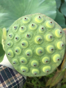 เมล็ดบัวแห้ง VF 500 กรัม บรรจุภัณฑ์แบบถุง วัตถุดิบจากเมล็ดบัวธรรมชาติ สำหรับอาหารแบบดั้งเดิมและสมัยใหม่ เวียดนาม โดย 99 โกลด์ ดาต้า - Product Image 5