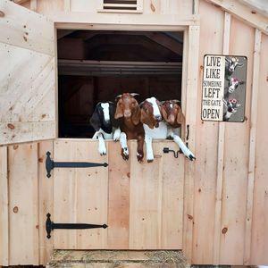 Targa Decorativa Vintage in Latta con Scritta 'Live Someone Left Gate Open' per Casa, Fattoria, Recinzione, Cucina, Bagno, Camera da Letto - Product Image 6