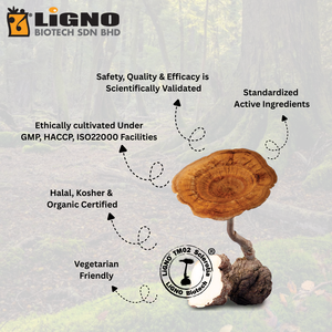 ผงสกัดบริสุทธิ์จากเห็ดนมเสือ LiGNO TM02 เครื่องดื่มอาหารเช้าเพื่อสุขภาพ ผสมผสานอย่างลงตัว ได้รับการรับรองฮาลาลและโคเชอร์ เกรดอาหารเพื่อสุขภาพ - Product Image 2