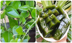 ใบติลิอาโคร่า ไตรแอนดรา แช่แข็งเกรดพรีเมียมจากเวียดนาม บริสุทธิ์ 100% สำหรับทำเครื่องดื่มเจลลี่หญ้าเขียว ราคาถูก - Product Image 2