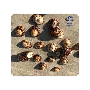 SHIPS QUICKLY Limpet <b>Shell</b> for Craft Supplies and <b>Ornament</b> Making, Clean Finish, Selected Pieces, Perfect for Creative Work - Product Image 1