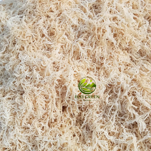 Select Quality Sea <b>Moss</b> Natural <b>Dried</b> Raw Seaweed Premium Export Grade for Smoothie Gel Food Processing Bulk Supplier - Product Image 4