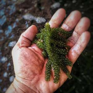 Offre Spéciale 2026 : Raisins de Mer Déshydratés du Vietnam – Caviar Vert Séché Premium pour l'Exportation - Product Image 1