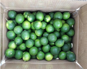 Nouvelle récolte 2025 de chaux fraîche sans pépins prête à expédier directement de la ferme vietnamienne au meilleur prix - Product Image 4