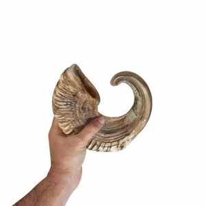 Shofar de Cuerno de Carnero Natural, de Alta Calidad, Pulido, Estilo Ángel del Amor, Sonido Rico, Decoración para el Hogar, Logotipo Personalizado, Empaque Personalizado - Product Image 1