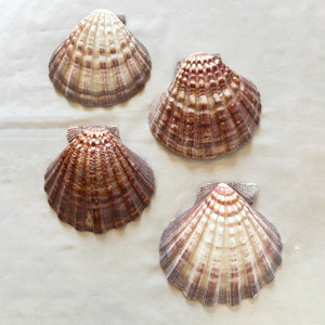 Conchas de vieira grandes y económicas, conchas marinas naturales para hacer manualidades - Product Image 5