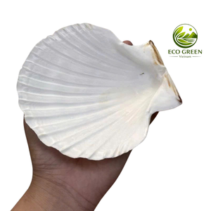 Conchas de Vieira Naturales Limpias para Manualidades, Pintura, Decoración de Bodas, Acuarios, Vajilla, Estilo Playero, Venta al por Mayor - Product Image 3