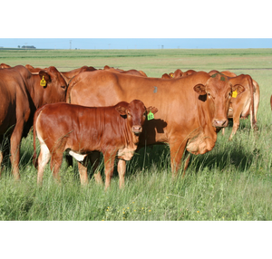 Ganado Africano en Venta |   Raza de Ganado Bovino Premium para Cría y Suministro al por Mayor - Product Image 6