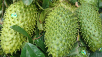 Vietnam Premium Zuurzak - Hoge Kwaliteit, Natuurlijk Zoet, Competitieve Prijs, Rijk aan Vitamine C // Mr. Tom