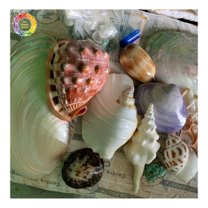 งานศิลปะเปลือกหอยทรงกรวยธรรมชาติ ขัดเงา สัมผัสเหมือนจริง สีขาวน้ำตาล ลายหินอ่อนเปลือกหอยทรงกรวย หรือที่เรียกว่า ผ้าทอง - Product Image 5