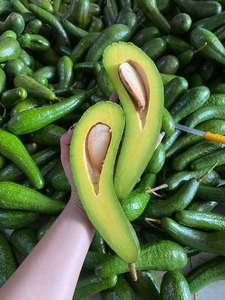 Venta al por mayor de cubos de aguacate congelados, exportación desde Vietnam - Product Image 1