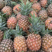 Premium IQF Diepvries Ananas Schijfjes (Stukjes/Blokjes/Dobbelstenen) Vietnam Bulk 20kg 24 Maanden Houdbaarheid OEM Darlac Farms Vacuüm Verpakt