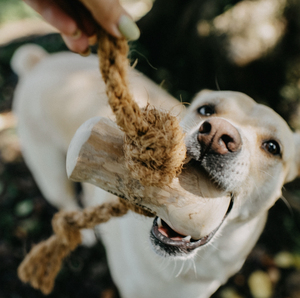 Natural Wood Animal Print <b>Dog</b> Chew Toy with Rope Handle Durable Teeth Cleaning Outdoor Use for Medium <b>Dogs</b> - Product Image 1