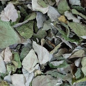 Poudre de feuilles de gelée de herbe verte durable de haute qualité, style herbal, pour ingrédient alimentaire de desserts et de bubble tea - Product Image 6