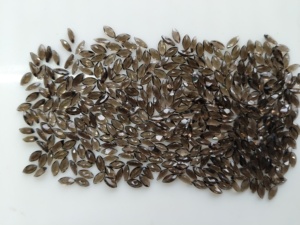 Cuarzo Ahumado Natural, Corte Marquise de 6x3MM, Gema Suelta de la Mejor Calidad para la Fabricación de Joyas - Product Image 5