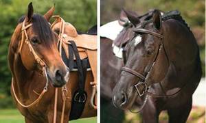 Brida de cuero acolchada con cristales para caballo, estilo inglés, para exhibición y competición - Product Image 6