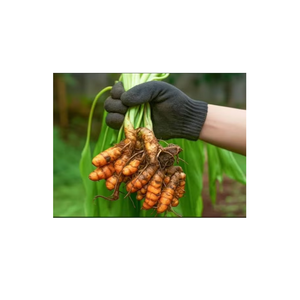 Raíces de Cúrcuma Crudas Secas Naturales de Primera Calidad para Procesamiento de Alimentos, Aplicaciones Herbales y Exportación al por Mayor - Product Image 1