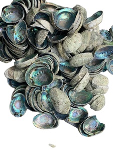 Vietnam Natural Green Shell Turbo Burgess (Jade Turbo)- 3.5 ''Up-Nacré pour les articles de décoration de souvenirs de coquillages faits à la main - Product Image 6